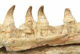 Mosasaur Jaw Section with Twelve Teeth - Morocco #189998-7
